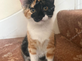 Calico female kitten