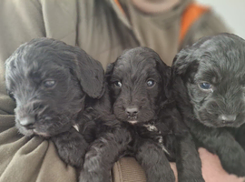 Spoodle puppies
