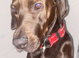 Cane corso x Doberman