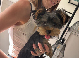 Beautiful 4month old yorkie