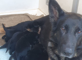 Pure bred German shepherd puppies