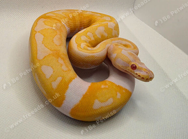 Albino pied ball python