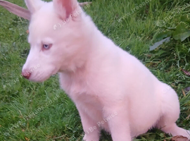 White female.blue eyes