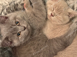Adorable kitten