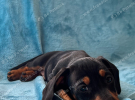 Miniature dachshund puppies 3 left.