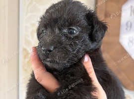 Patterjack girl!!