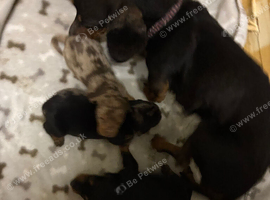 3 dachshund puppies