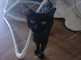 Female domestic short haired