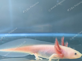 2x white axolotl 2x black axolotl