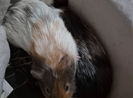 2 male guinea pigs need rehoming asap