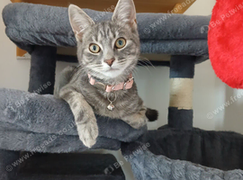 Female kitten