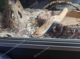 Albino western hognose