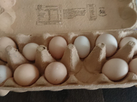 Pekin bantam fertile eggs