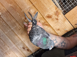 4 racing pigeons