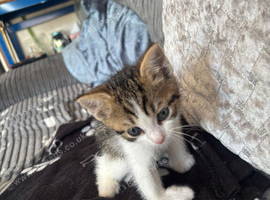 Female kitten 11 weeks old
