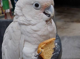 Full white cockatoo Glasgow