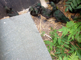 black east indie ducklings