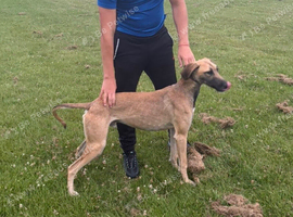 Saluki greyhound