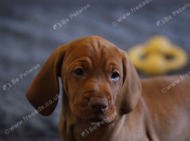 Hungarian Vizsla Puppies &ndash; Rich Geltwood Heritage