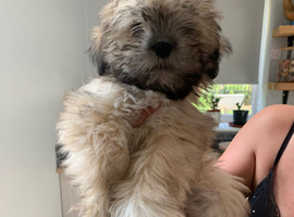 Adorable Lhasa Apso Boy puppies for sale