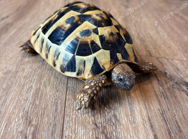 Herman&rsquo;s tortoise