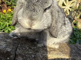 Stunning Top Quality Mini Lop Doe