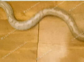 Male Anery Corn Snake Proven Breeder