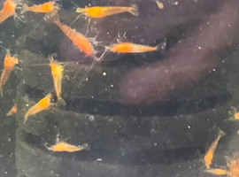 Cherry shrimp &pound;1 each