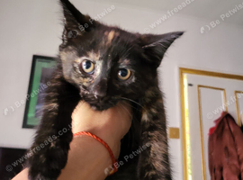 Tortoishell girl