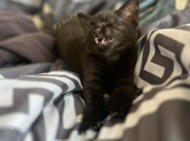 stunning black kitten
