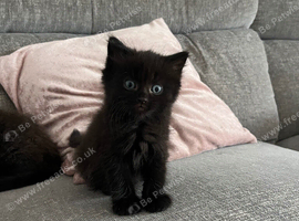 Last boy available Ragdoll cross kittens