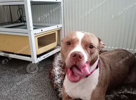Female American bully