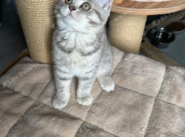 Scottish fold