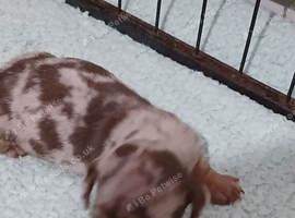 Miniature dachshound