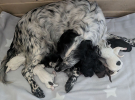 Beautiful cocker spaniel puppies