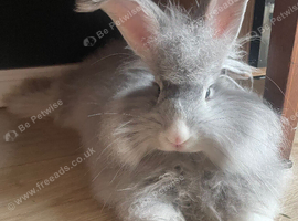 Beautiful 4months old angora rabbit