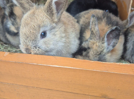 5 bunnys forsale ready now