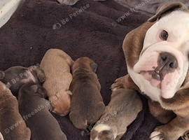 English Bulldog Puppies