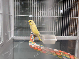 Yellow budgie for sale