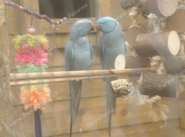 Pair of blue ring necks