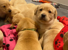 Labrador Retriever Puppies &ndash; 6 Boys & 2 Girls Available