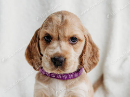 Miniature golden retrievers( Dakota sport retrievers)
