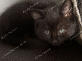 Black male kitten
