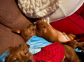 2 dachshund dogs