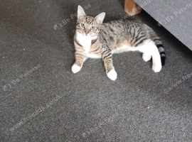 Selling cats