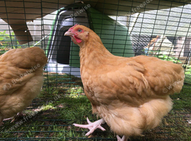 Bantam Orpington cockerels - buff or black