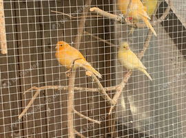 Canary&rsquo;s for sale