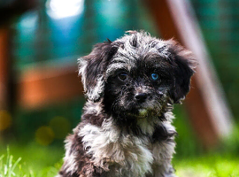 Cavapoo boys and girls