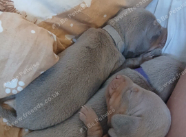 Isabella pups