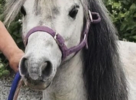 Driving pony welsh x